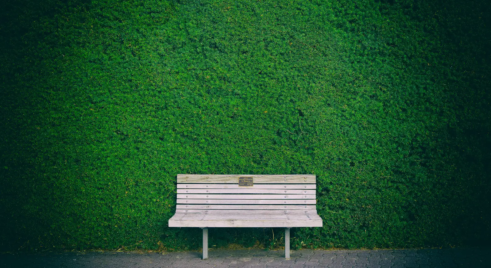 A bench in front of a tall clipped hedge